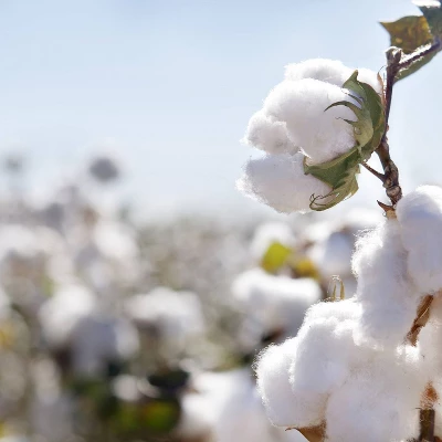 Organic Dream Certified Organic Cotton Lightweight 2-Stage Crib & Toddler Mattress 2 Organic Dream Certified Organic Cotton Lightweight 2-Stage Crib & Toddler Mattress - Image 2